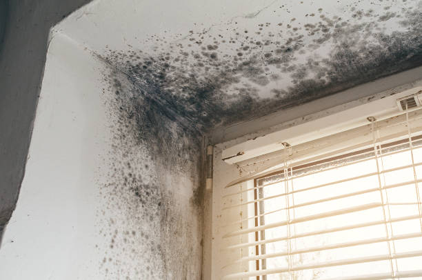 Mold Removal service in Wakefield